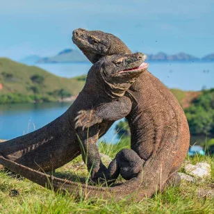 Komodo Dragons claiming their terotories